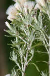 Annual trampweed